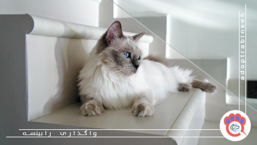 چگونه از پشیمانی بعد از سرپرستی حیوان جلوگیری کنیم؟