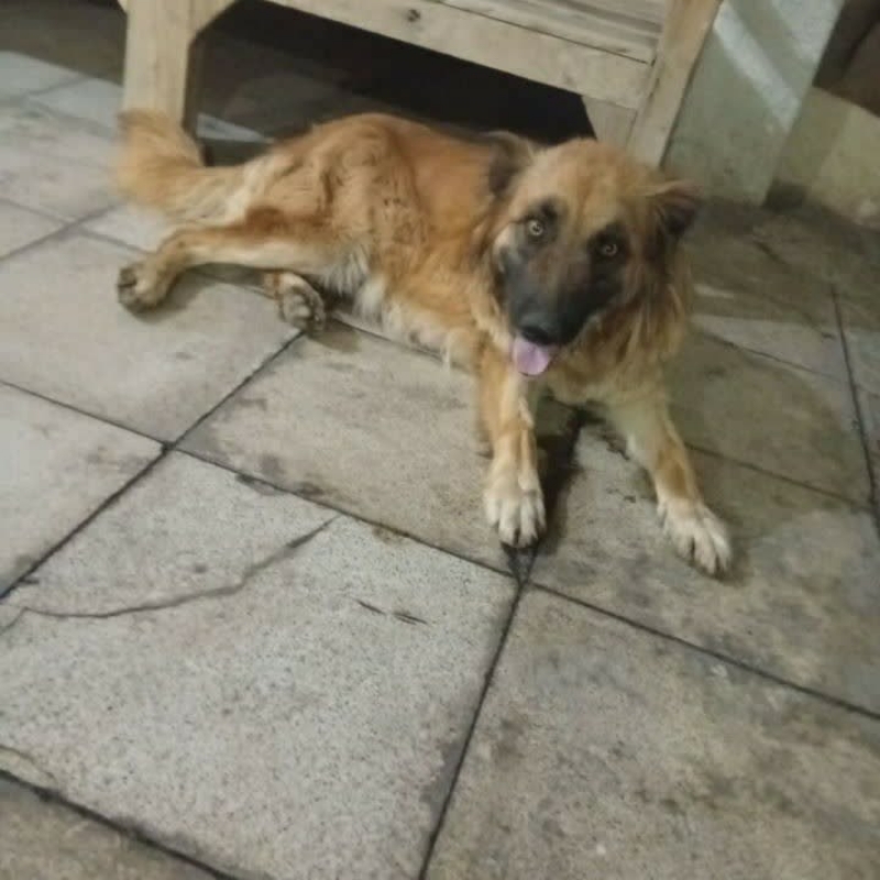 سگ نگهبان