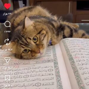 یک گربه با چهار تا بچه گربه
