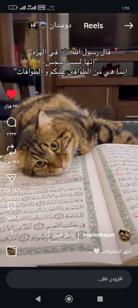 یک گربه با چهار تا بچه گربه