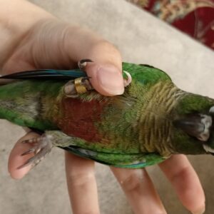 طوطی گرینچیک در نیشابور