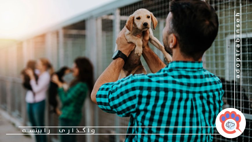 ۲. آیا زمان کافی برای نگهداری از سگ دارم؟