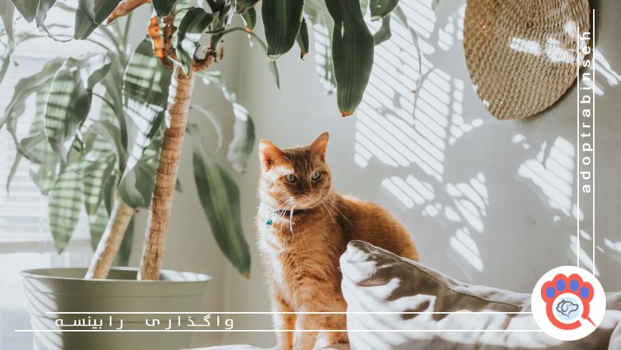 گربهها به چه امکاناتی در آپارتمان نیاز دارند؟