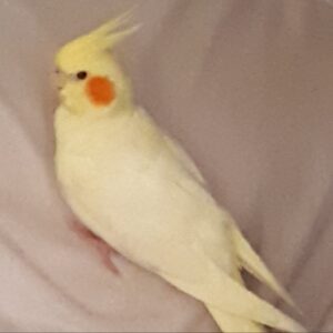 عروس هلندی گم شده