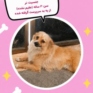 واگذاری سگ رایگان.خیلی زیباااا