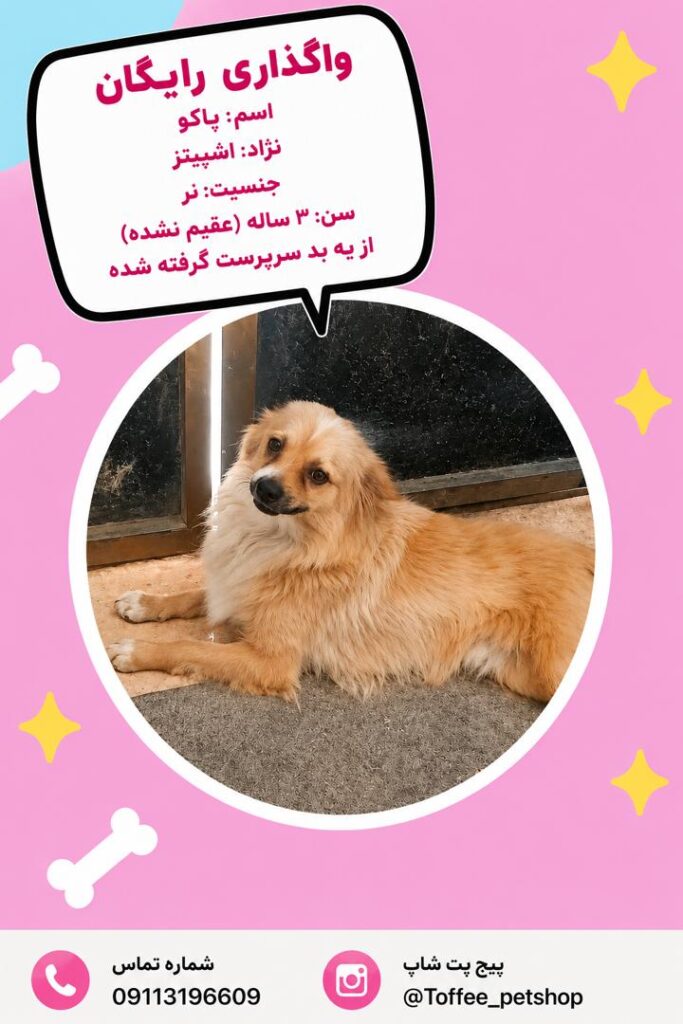 واگذاری سگ رایگان.خیلی زیباااا