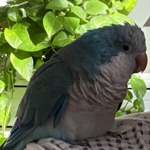 طوطی راهب گمشده
