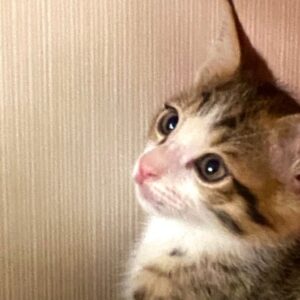 نقطه پسر ۳ماهه تو خونه بدنیا اومده بسیارارکم وبعلی