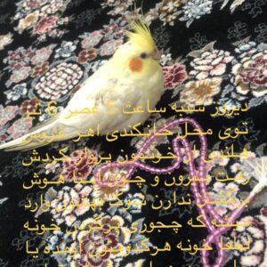 عروس هلندی گمشده