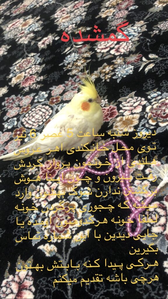 عروس هلندی گمشده