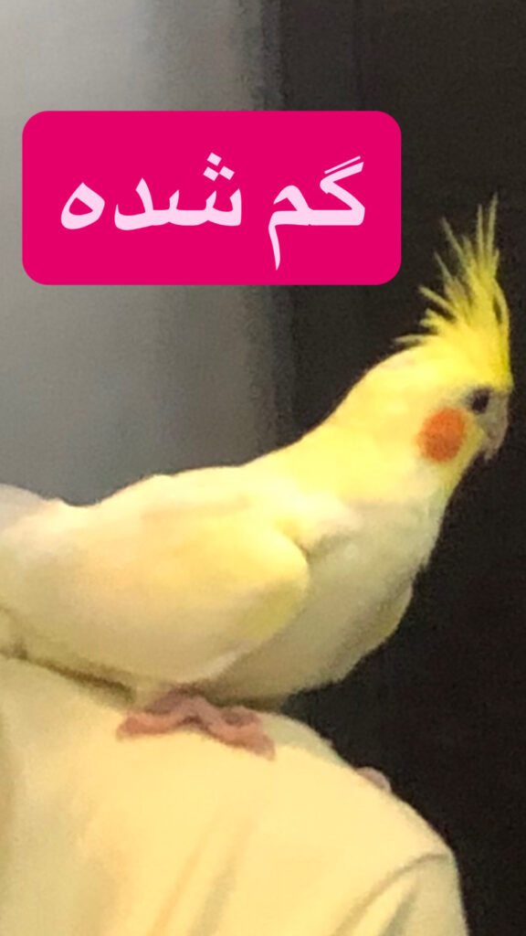 عروس هلندی گم شده ( موپو )