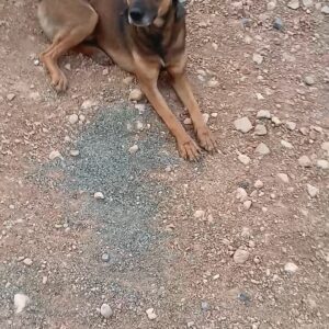 سگ دو رگه