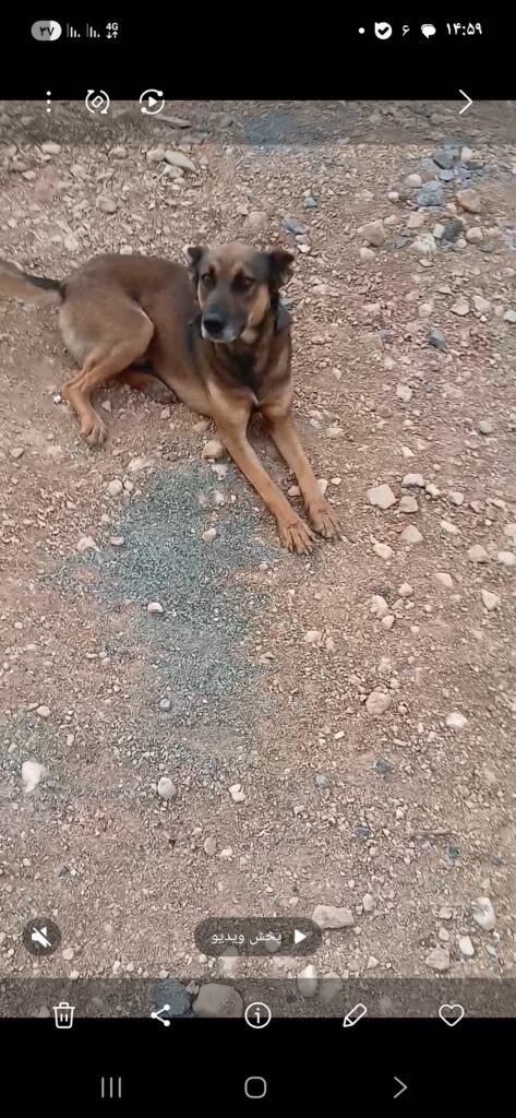 سگ دو رگه