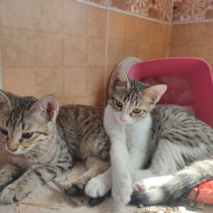 بچه گربه