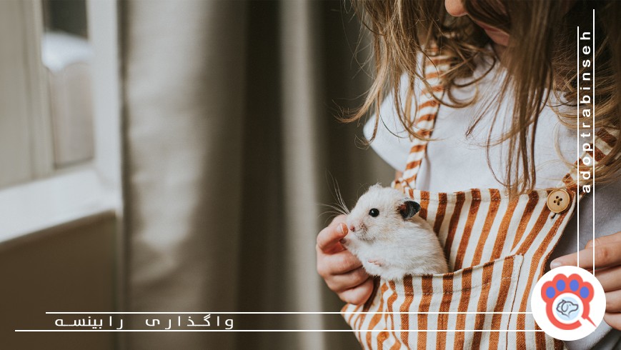 همستر؛ حیوانی کوچک و دوستداشتنی