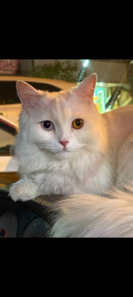 گربه گمشده