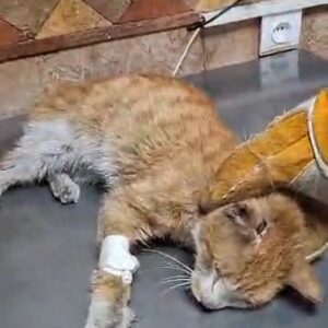 درخواست کمک فوری برای یک گربه آسیب‌دیده
