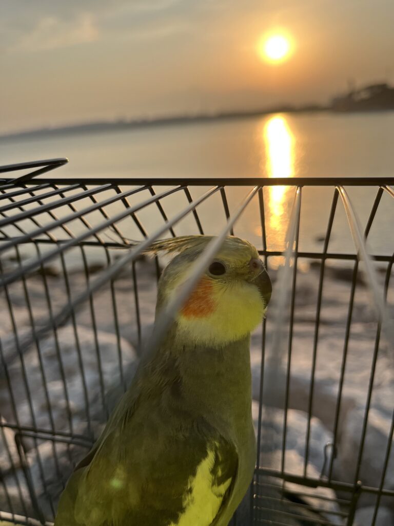 عروس هلندی گم شده