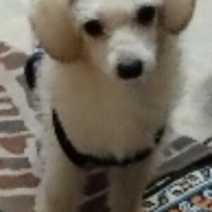 سگ گمشده در محمودآباد کرج