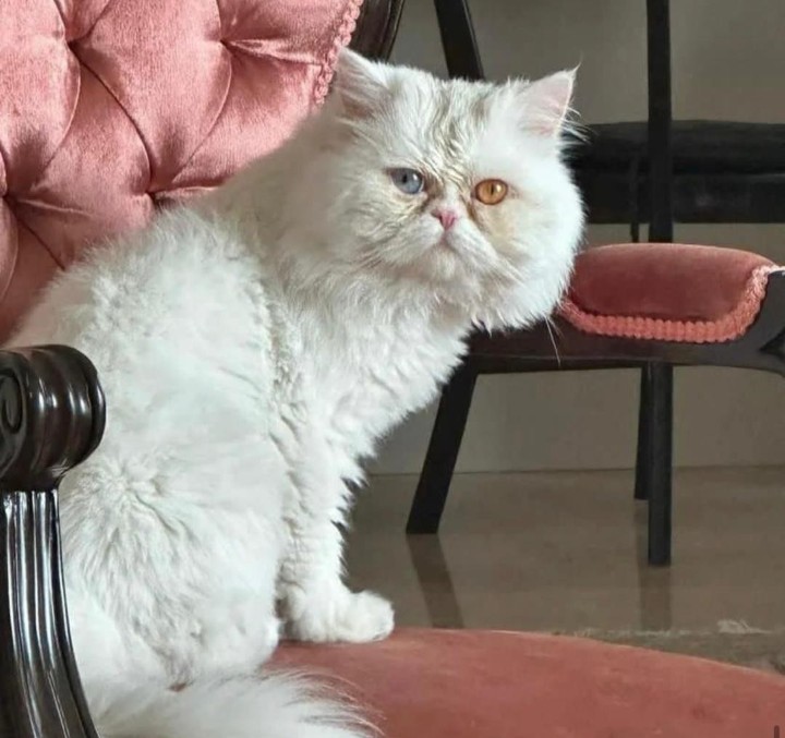 گربه گمشده