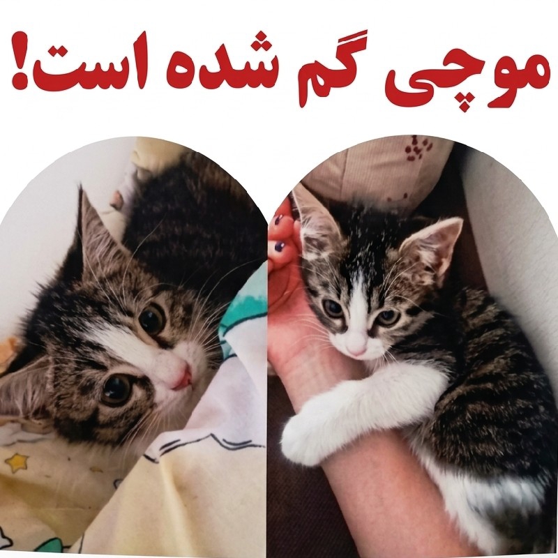 موچی خانم