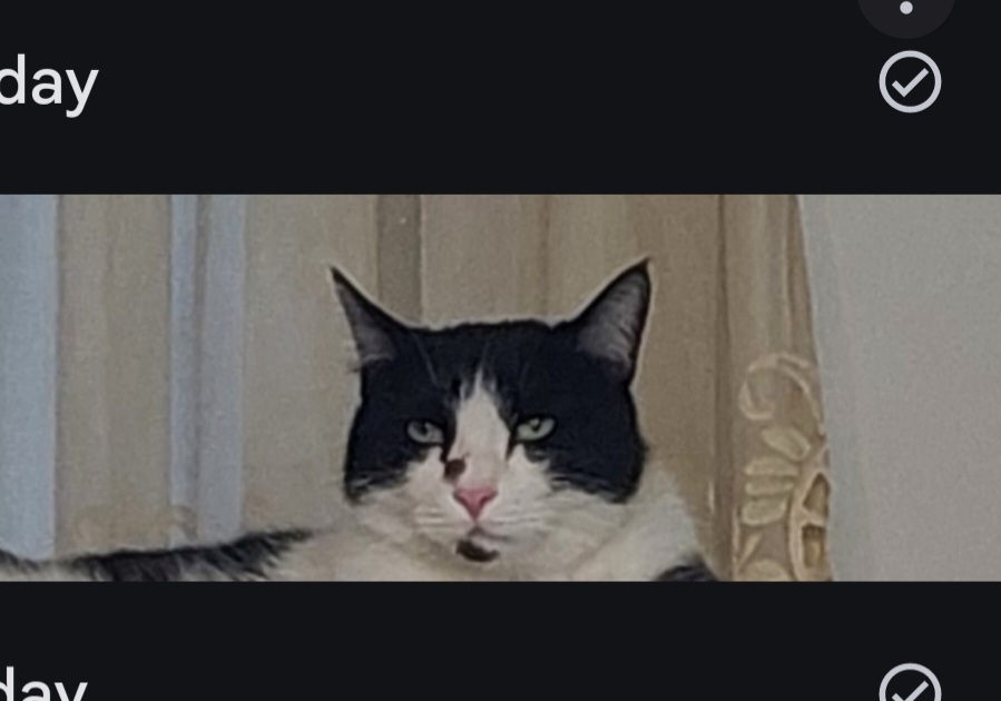 گم شدن گربه dsh