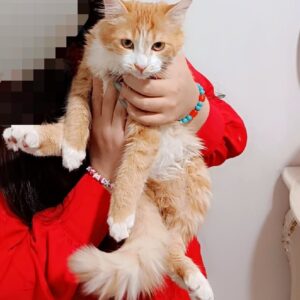 گربه گمشده