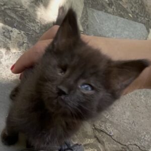 واگذاری بچه گربه نابینا❤️
