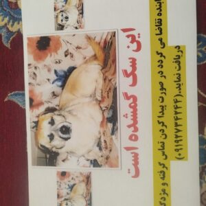 سگ پا کوتاه گمشده