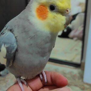 عروس هلندی سینامون