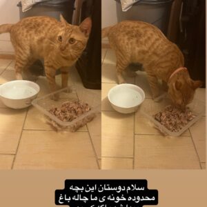 گربه پیدا شده