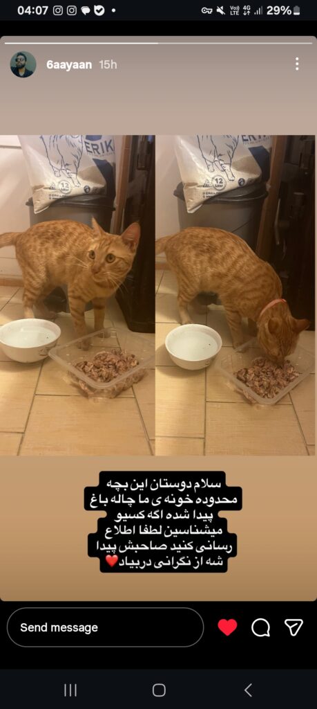 گربه پیدا شده