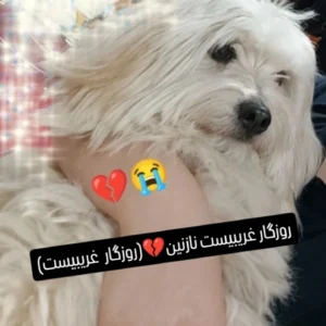سگم جنسیتش نر و نژادش شیتزو تریر رنگ موهاش سفید یک دست نیست و قهوه ای کم رنگ و خیلی کم مشکی هم داره