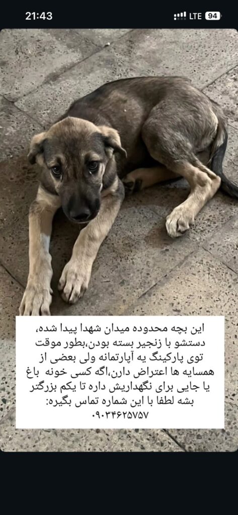 توله پسر زیبا و خوشتیپ