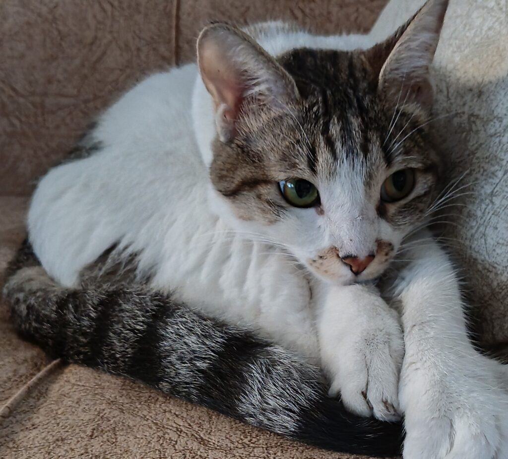 گربه ماده خانگی پیداشده