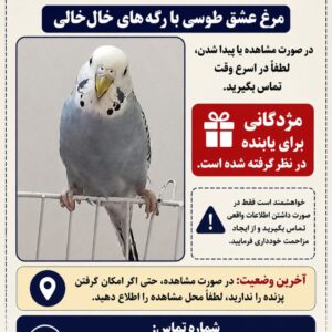 گمشده در نامجو