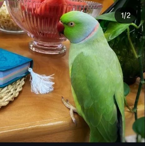 طوطی ملنگو سبز گمشده