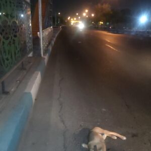سگ تصادفی