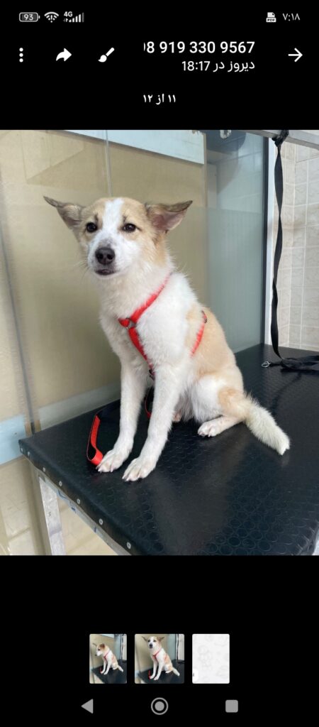 سایتی هستم دختری که از بدو تولد کتک خوردم از یک معتاد