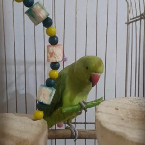 طوطی ملنگو سبز