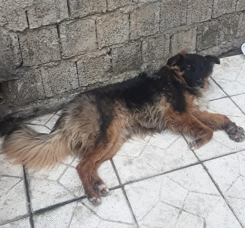 سگ پیدا شده