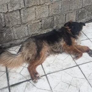 سگ پیدا شده