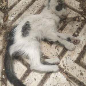 کمک فوری به گربه مریض و بیحال