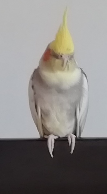 عروس هلندی گمشده
