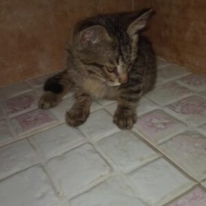 نیاز به کمک برای بچه گربه