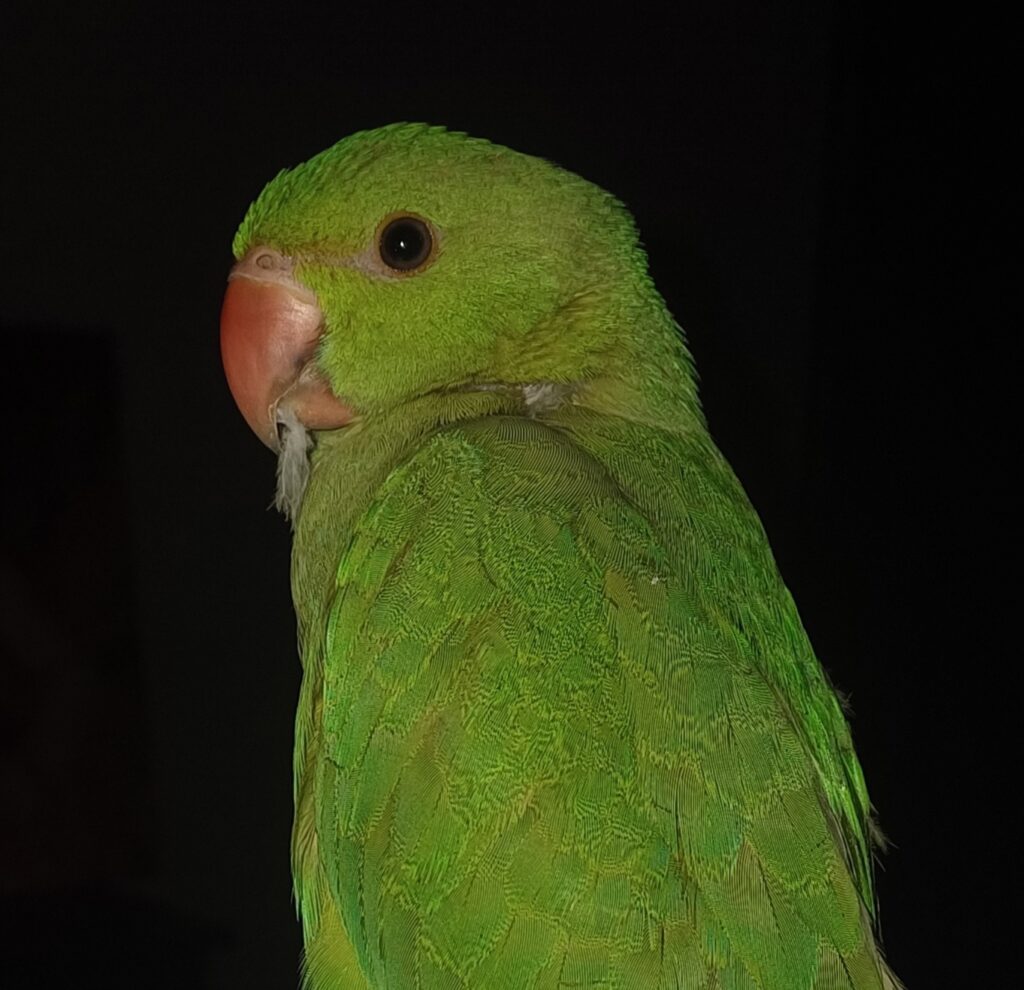 طوطی ملنگو ۴ ماهه