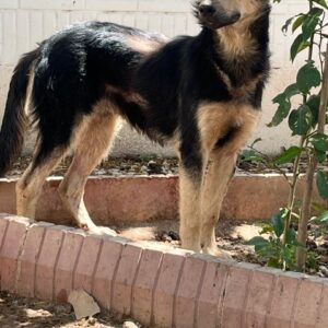 واگذاری دو توله و مادرشون