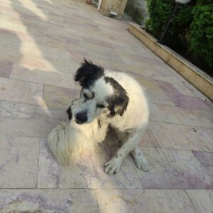 سگ پاکوتاه پیدا شده در چمستان اپادانا