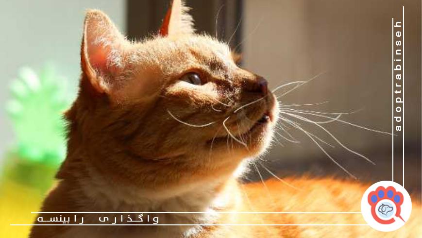 ۲. برای هزینههای نگهداری برنامهای ندارید