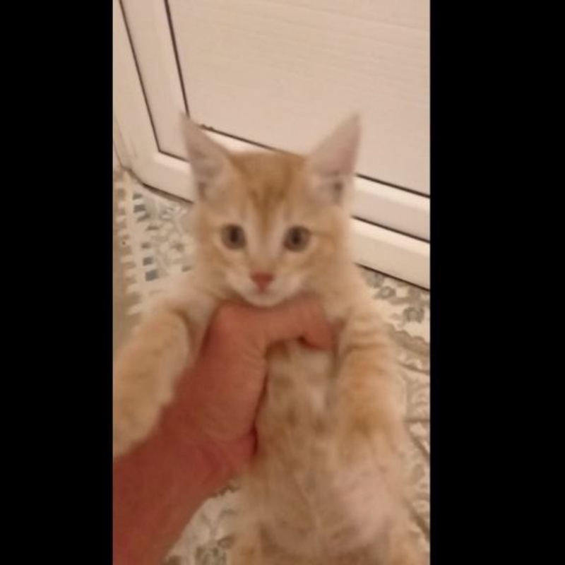 بچه گربه یک و نیم ماهه